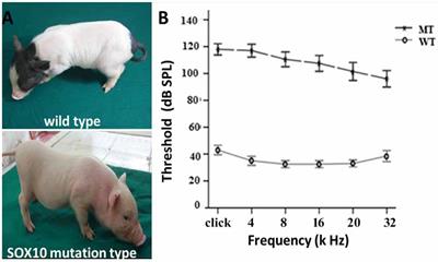 Key Genes and Pathways Associated With Inner Ear Malformation in SOX10 p.R109W Mutation Pigs